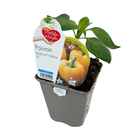 Plant de Poivron 'Midinor® Yellow' F1 - Pot 0,5L