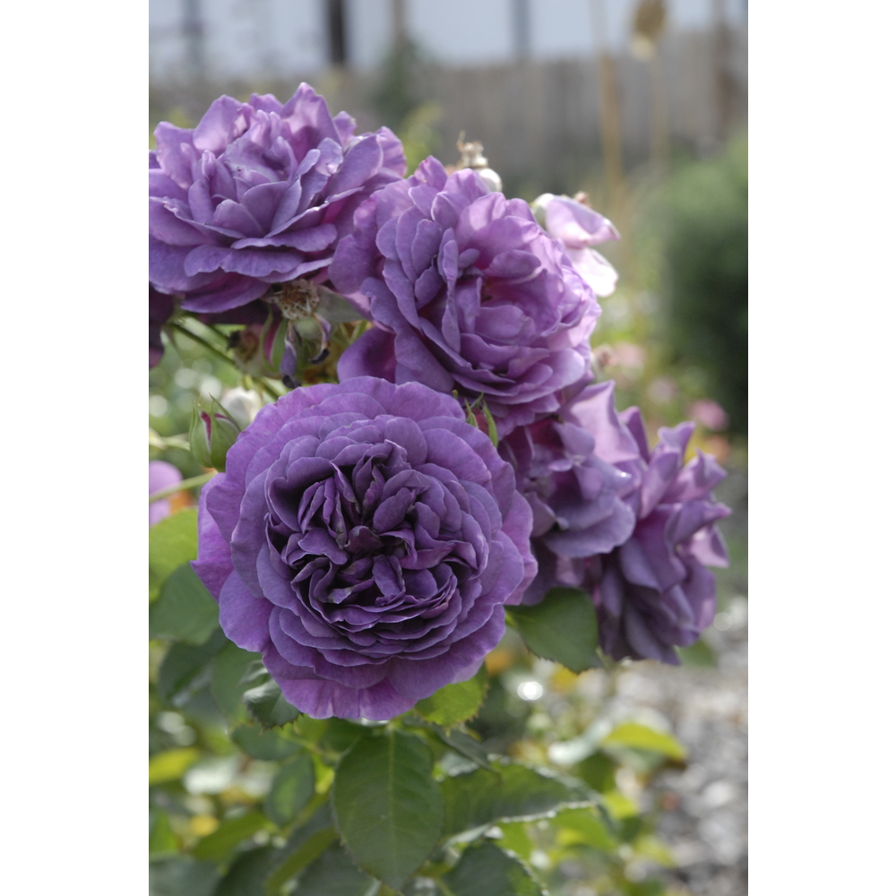 Rosier buisson Minerva® 'Visancar' fleuri : pot 5L