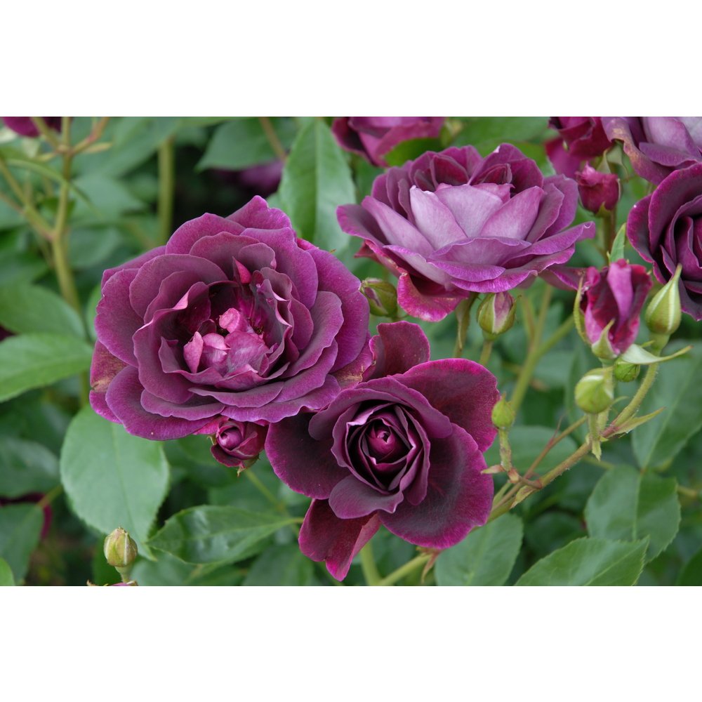 Rosier buisson Burgundy Ice® 'Prose' fleuri : pot 5L