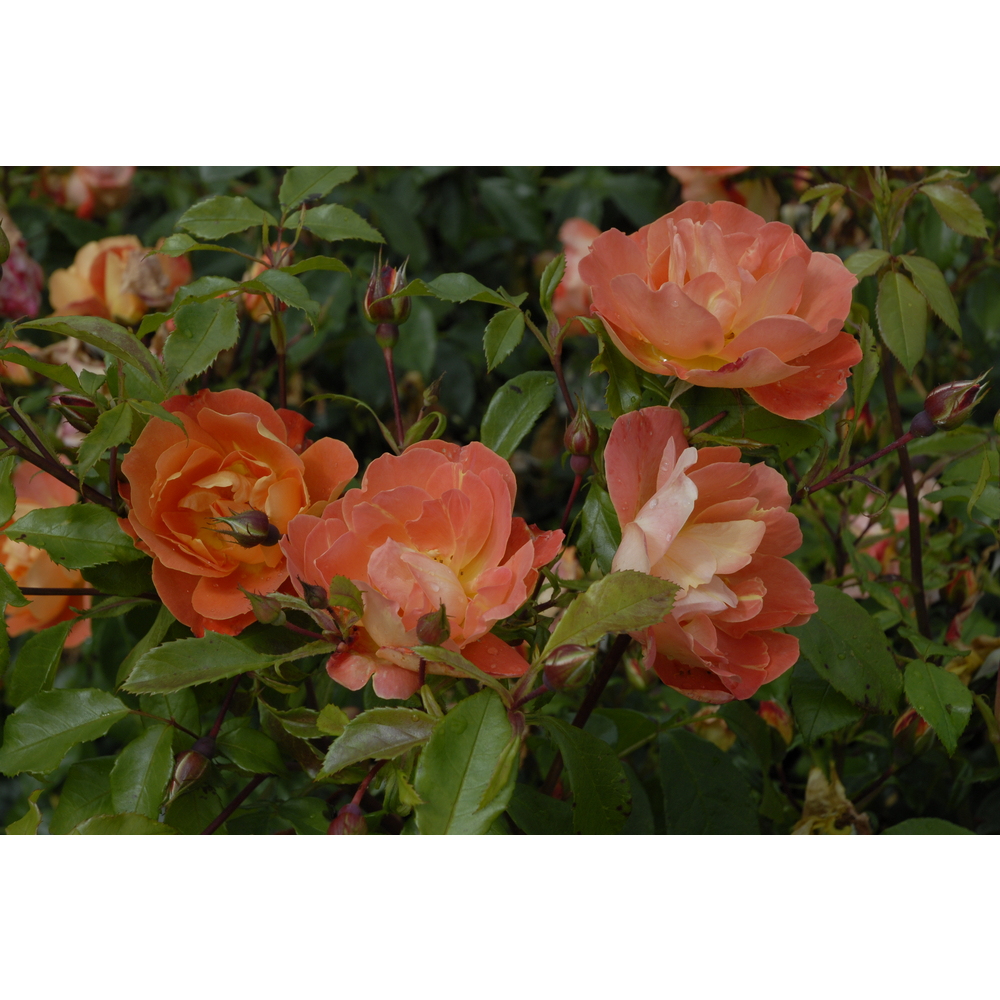 Rosier buisson René Descartes® 'Eveoran' fleuri : pot 5L