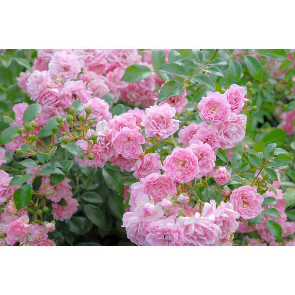 Rosier buisson 'The Fairy' fleuri : pot 5L