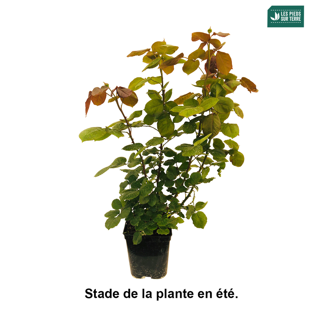 Rosier Folie de Bagatelle' pot 5L
