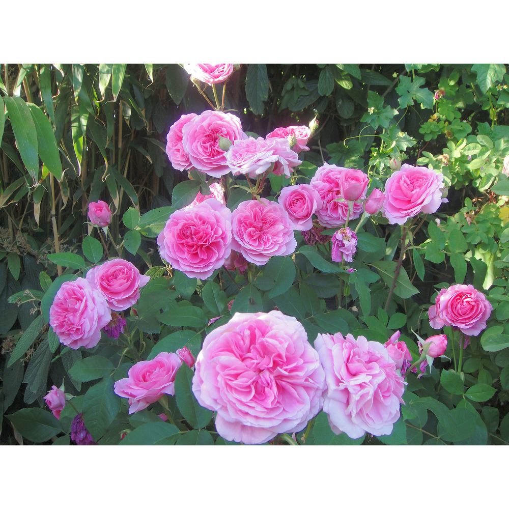 Rosier arbustif Gertrud Jekyll® 'Ausbord' fleuri : pot 5L
