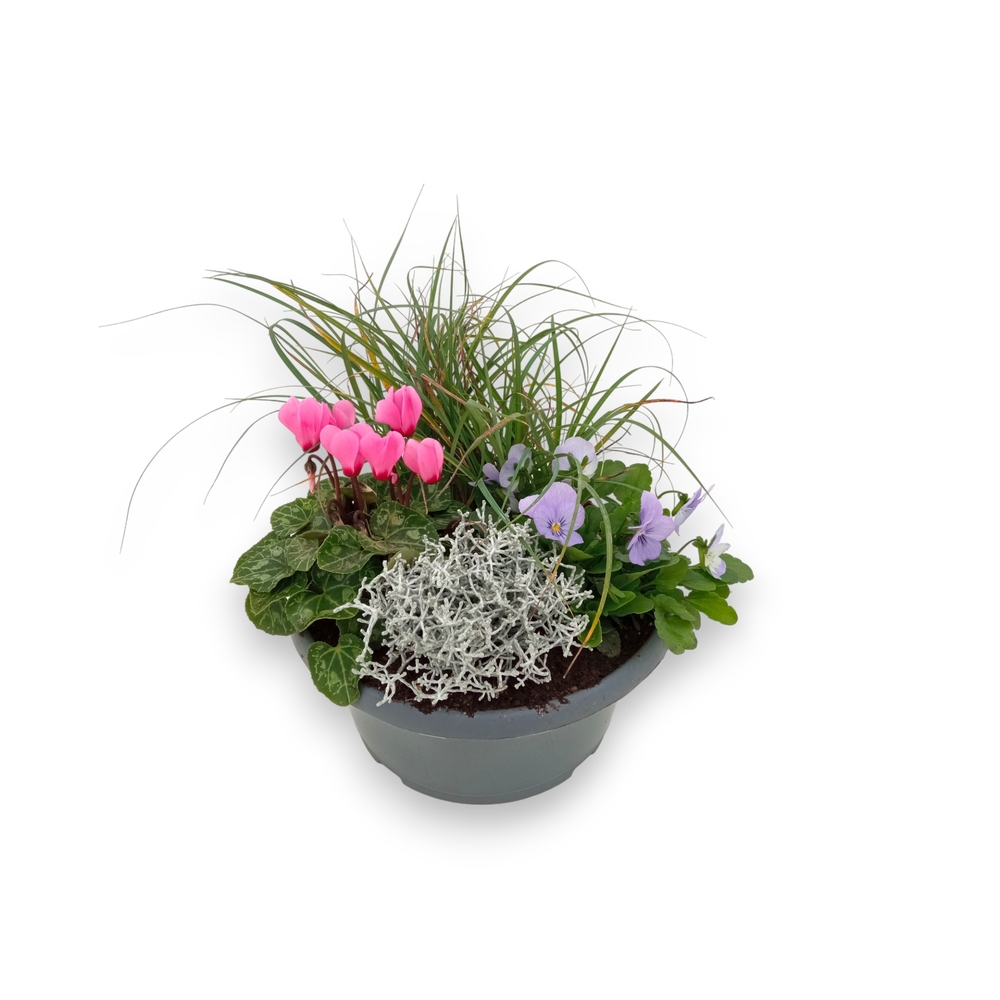 Composition de 4 plantes en coupe de D.23cm