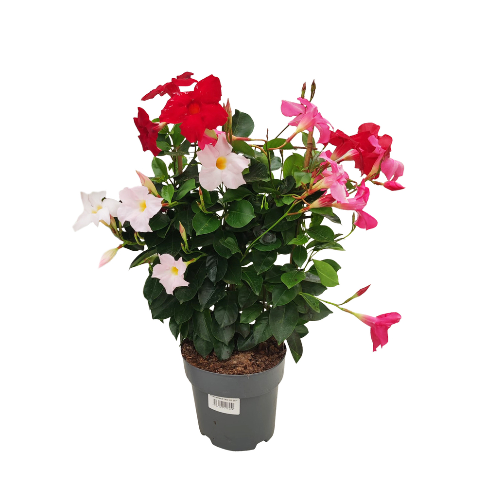 Mandevilla 'Diamantina'® trio, coloris variables : pot D.17cm