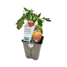 Plant de Tomate 'Gourmansun' F1 - Pot 0,5L