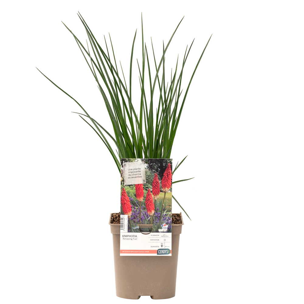 Tritome 'Amazing Fun' : pot 2L