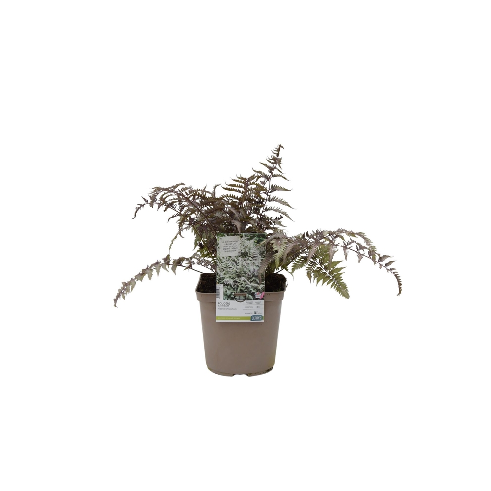 Athyrium niponicum var. pictum : pot 4L