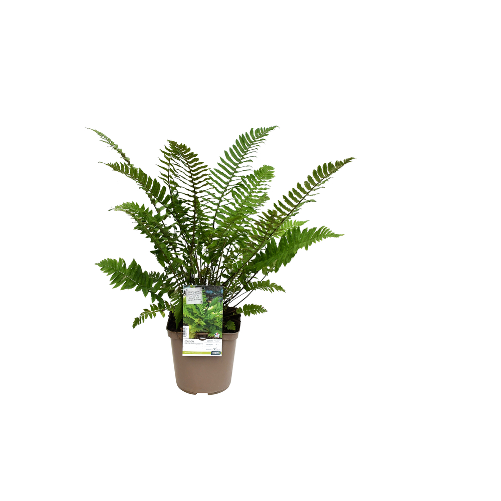 Fougère japonaise Dryopteris cycadina : pot 4L