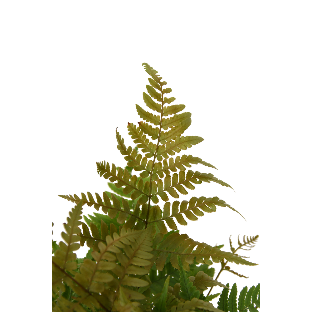 Dryopteris erythrosora : pot 4L