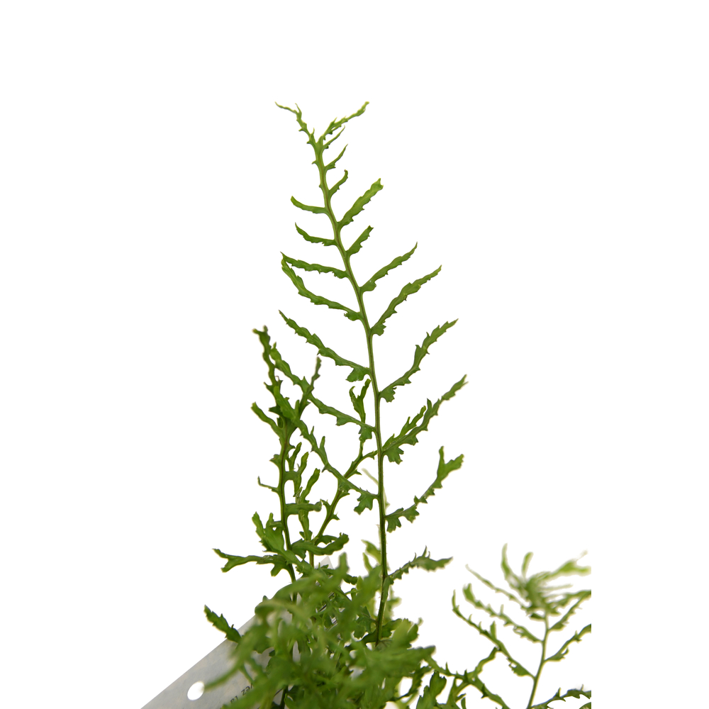 Dryopteris filix-mas 'Linearis Polydactyla' : pot 4L