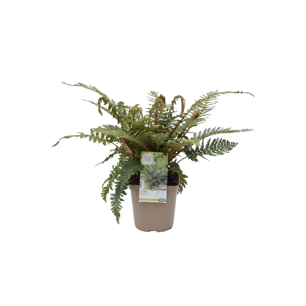 Polystichum polyblepharum : pot 4L