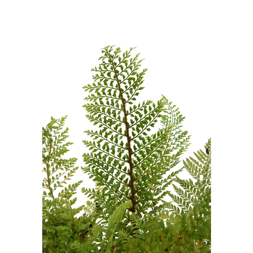 Polystichum setiferum 'Proliferum' : pot 4L
