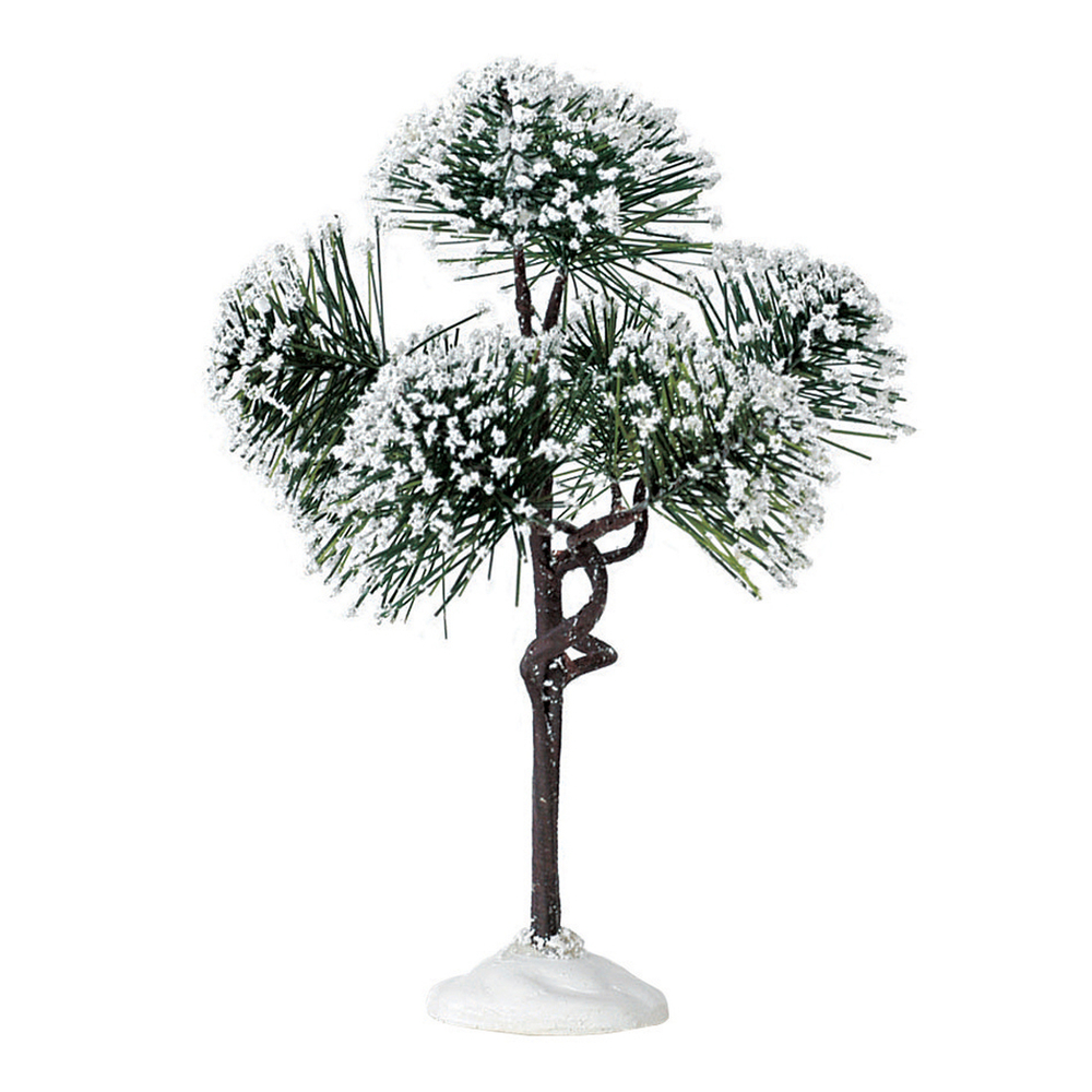 Pin des montagnes moyen