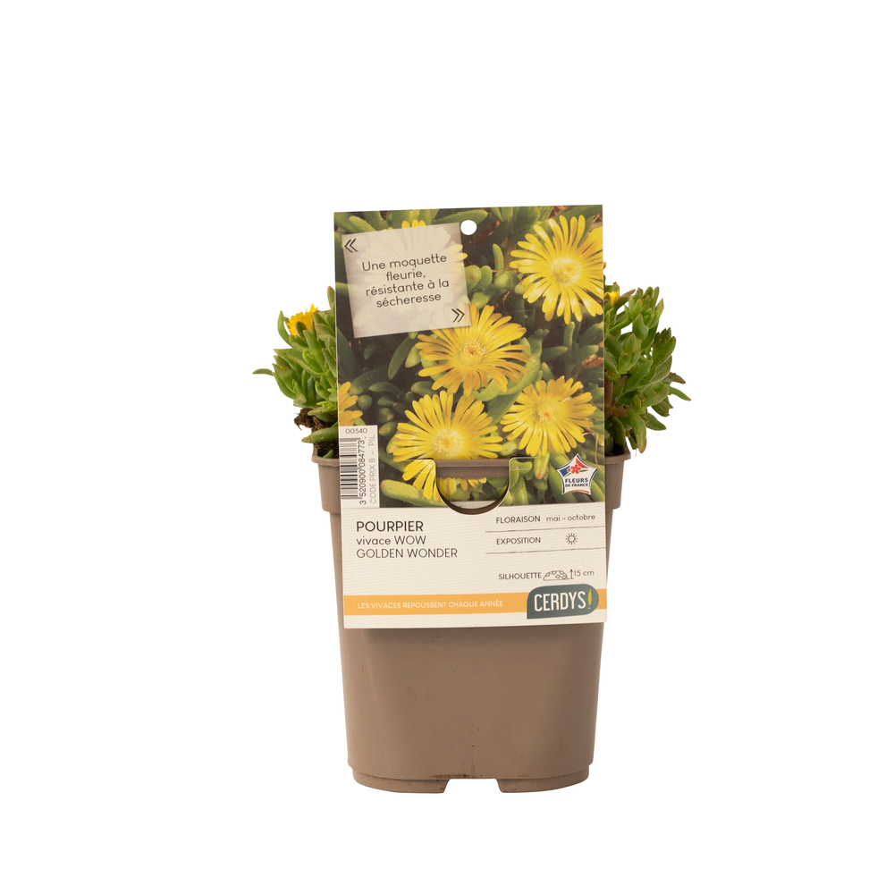 Delosperma Pourpier vivace 'WoW Gold Wonder'® : pot 1L