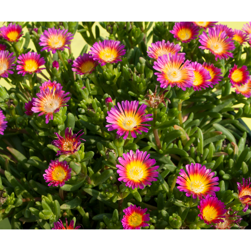 Delosperma Pourpier vivace 'WoW Hot Pink Wonder'® : pot 1L