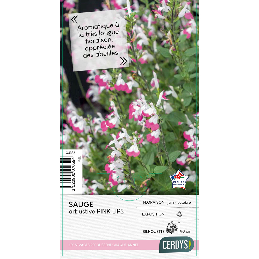 Salvia microphylla 'Pink Lips' : pot 4L 