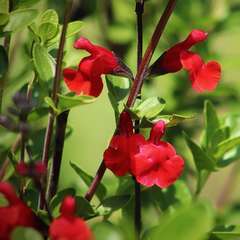 2 Sauges de Graham (Salvia Microphylla) - Vendu par 2