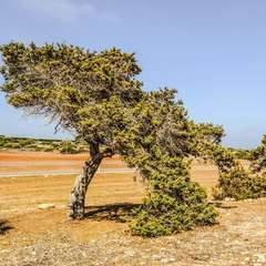 Genévrier de Phénicie (Juniperus 'Phoenica')