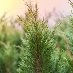 Genévrier Skyrocket (Juniperus Scopulorum Skyrocket)