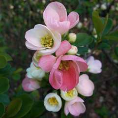 Cognassier du Japon 'Flocon Rose' (Chaenomeles superba 'Flocon Rose')