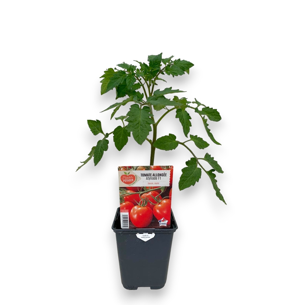 Plant de Tomate 'Atyliade' - Pot 0,5L