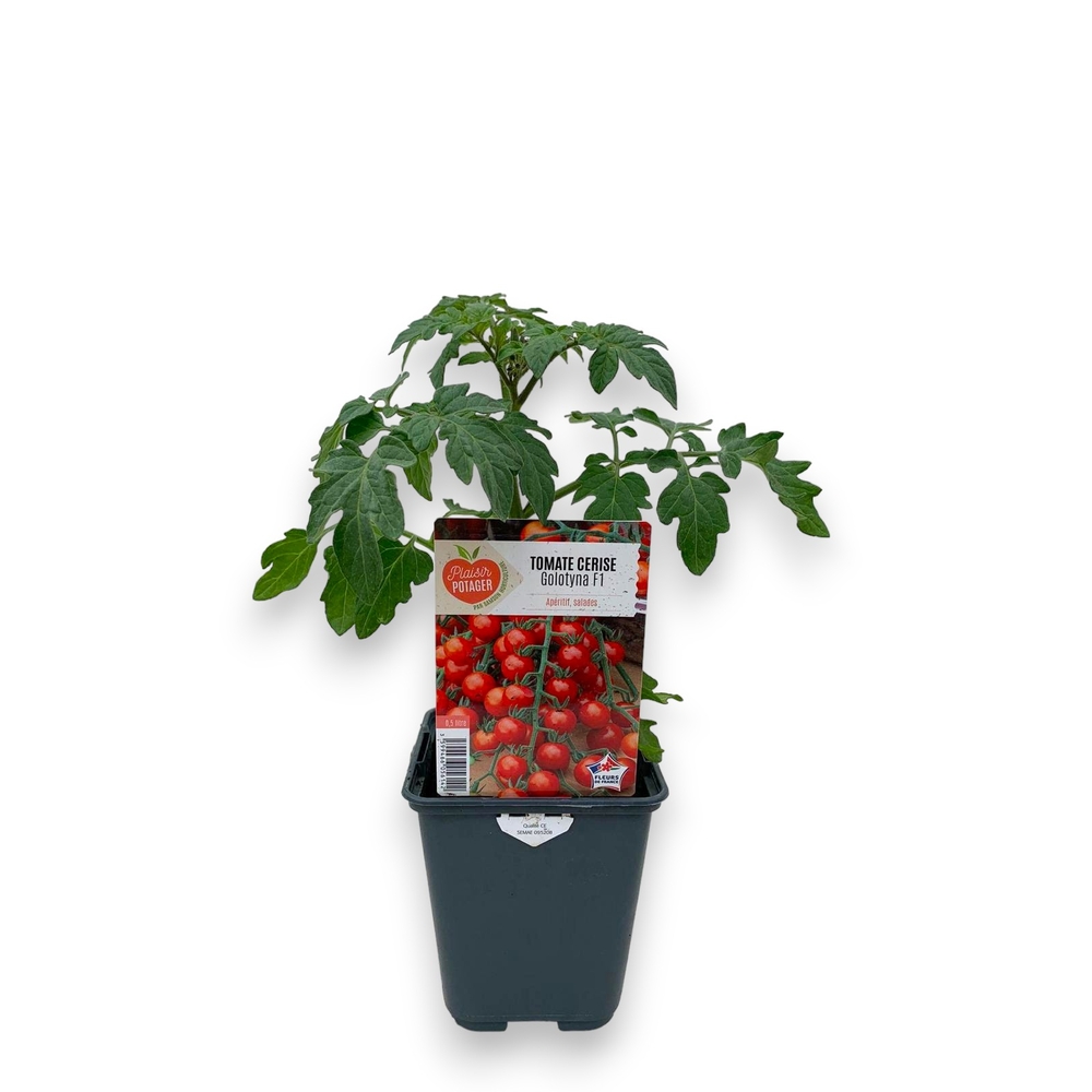 Plant de Tomate cerise 'Golotyna'- Pot 0,5L