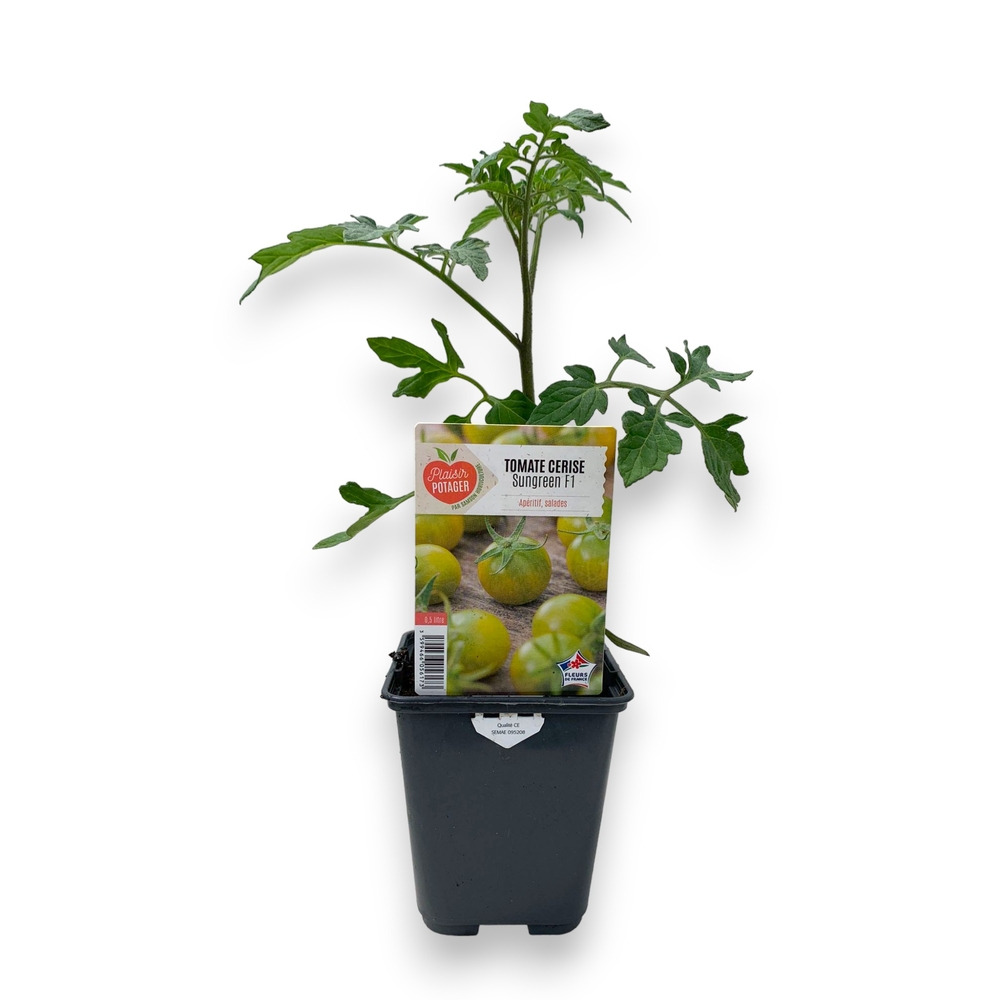 Plant de Tomate cerise 'Sungreen' - Pot 0,5L