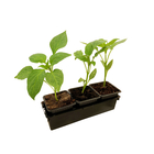 Plants de Poivron 'Oreny F1'- Barquette de 3 plants