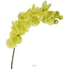 Orchidee Phalaenopsis Vert jaune artif