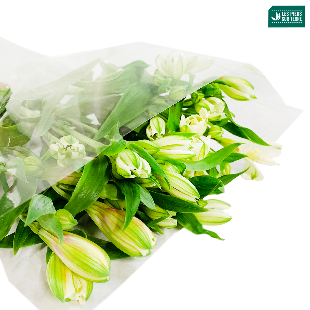 BOTTE ALSTROMERIA X5 FDF-(951220)