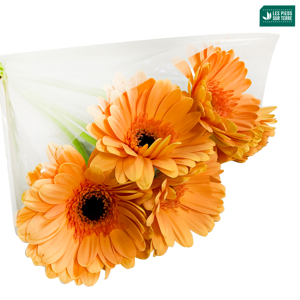 BOTTE GERBERA X5 FDF-(951221)