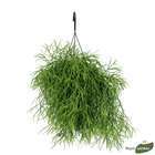 Plantes vertes : pot suspension Ã˜17 cm
