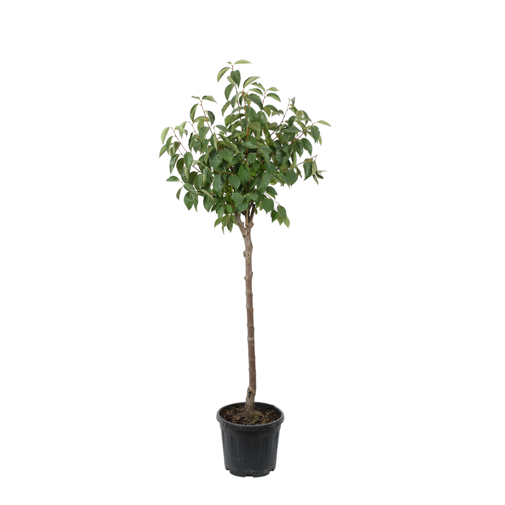 Kaki 'Rouge Brillant 1/2T pot 15L