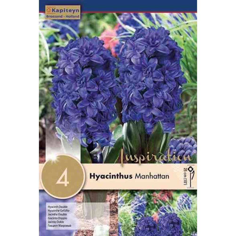 JACINTHE DBL MANHATTAN 16/17X4-(953295)