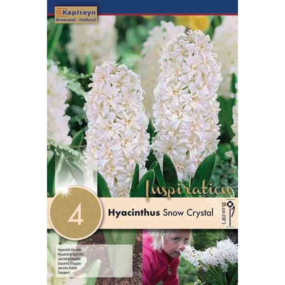 JACINTHE DBL S.CRYSTAL16/17 X4-(953296)