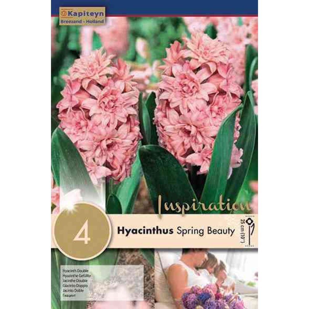 JACINTHE DBL S.BEAUTY 16/17 X4-(953297)