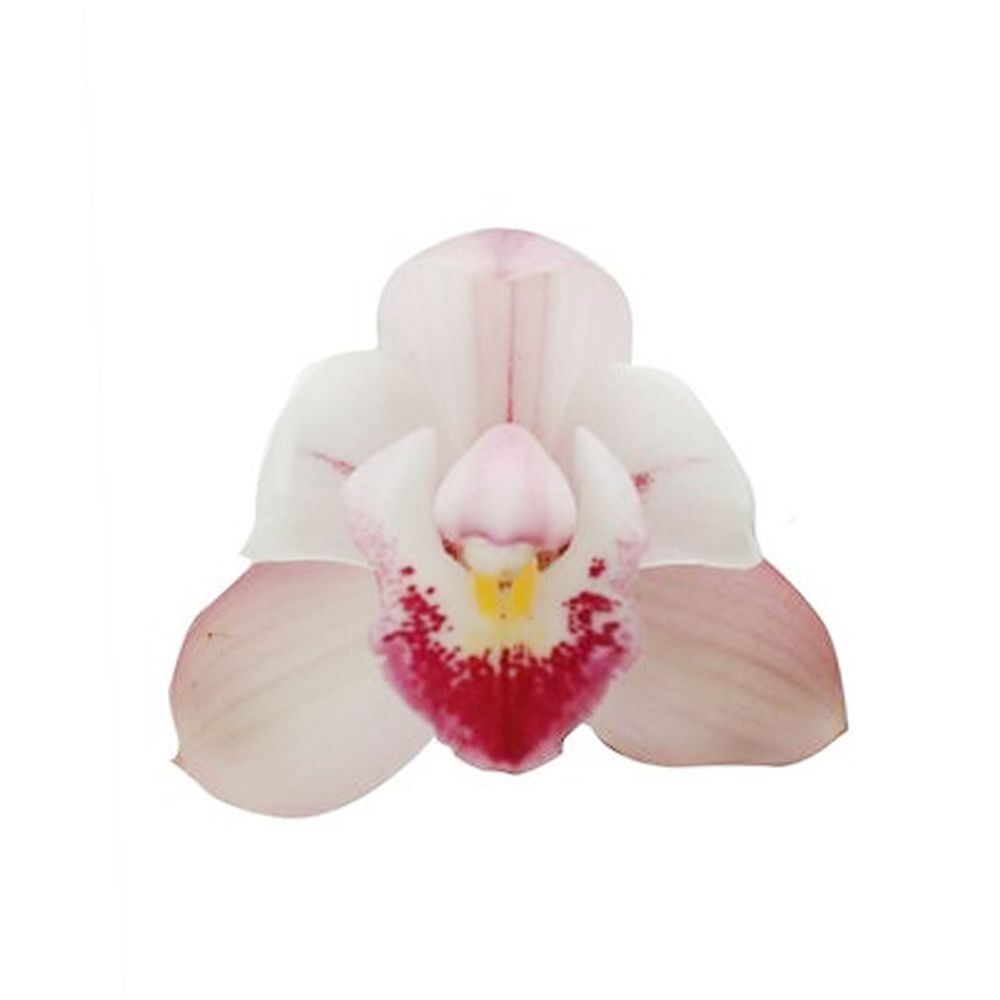CYMBIDIUM 3H D12 H50-(953484)