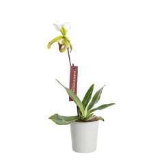 Orchidée paphiopedilum leanum : pot D12x H40cm