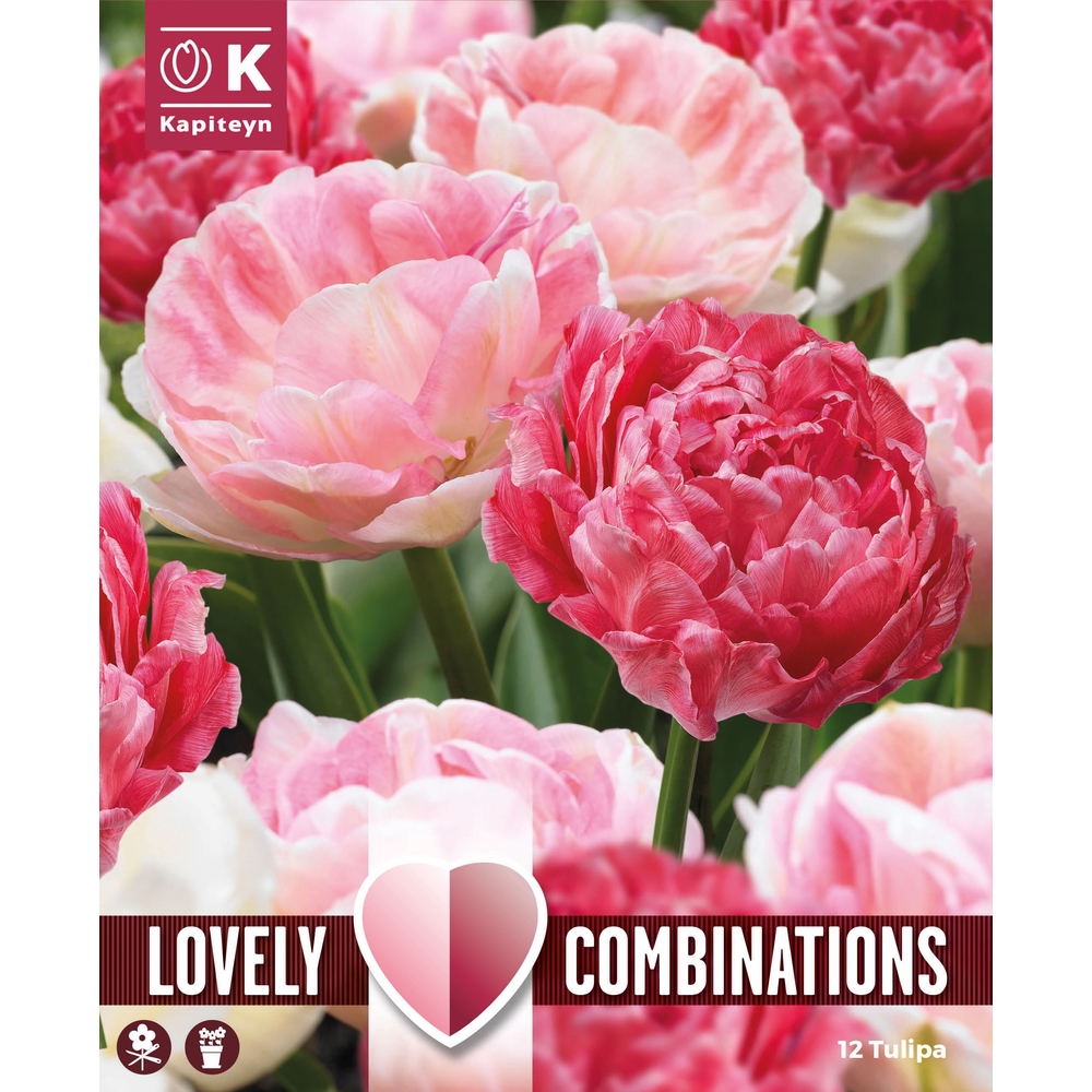 Bulbes de Tulipe Double 'Sweet Pink' x 15
