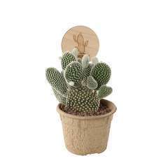 Cactus mix : pot Ã˜10,5 cm