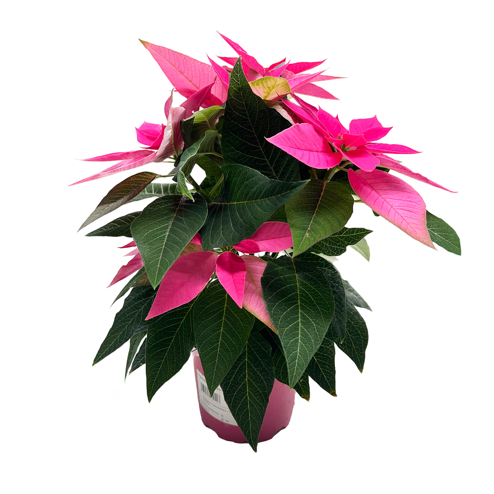 Poinsettia 