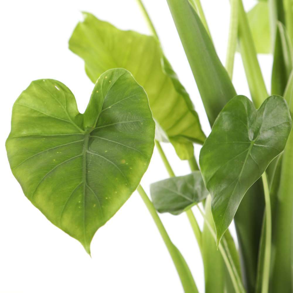 ALOCASIA GAGEANA D21 H85-(953544)