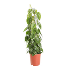 PHILODENDRON SCANDENS D24 H115-(953545)