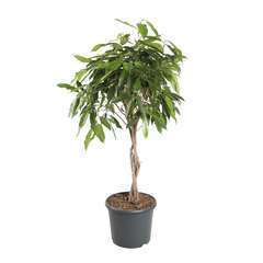 Ficus 'Amstel King', pot Ø30 cm