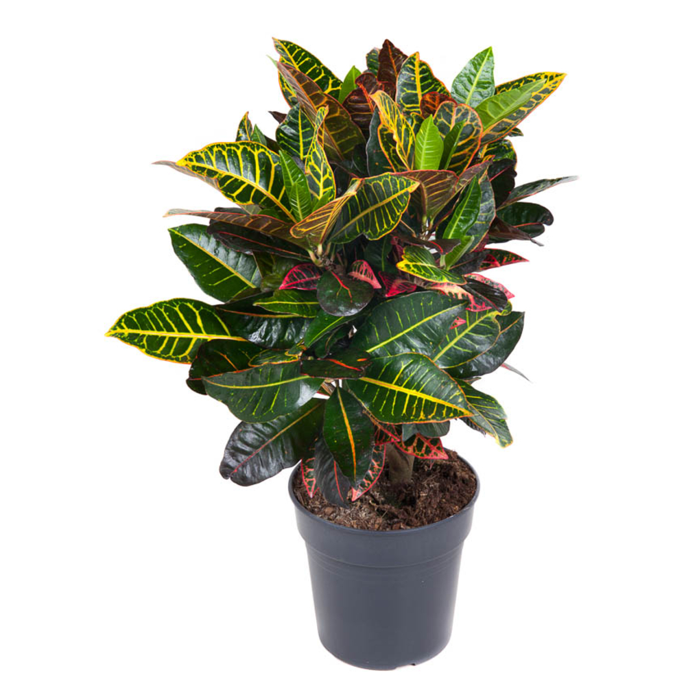 CROTON PETRA D21 H60-(953623)