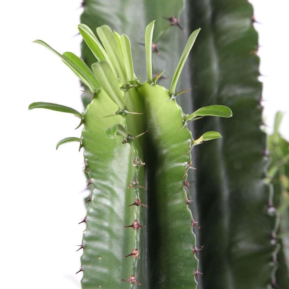 EUPHORBIA ERITREA D27 H155-(953625)