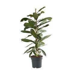 Ficus americana:H 100cm pot D21cm