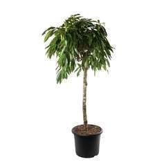 Ficus 'Amstel King', pot Ø48 cm