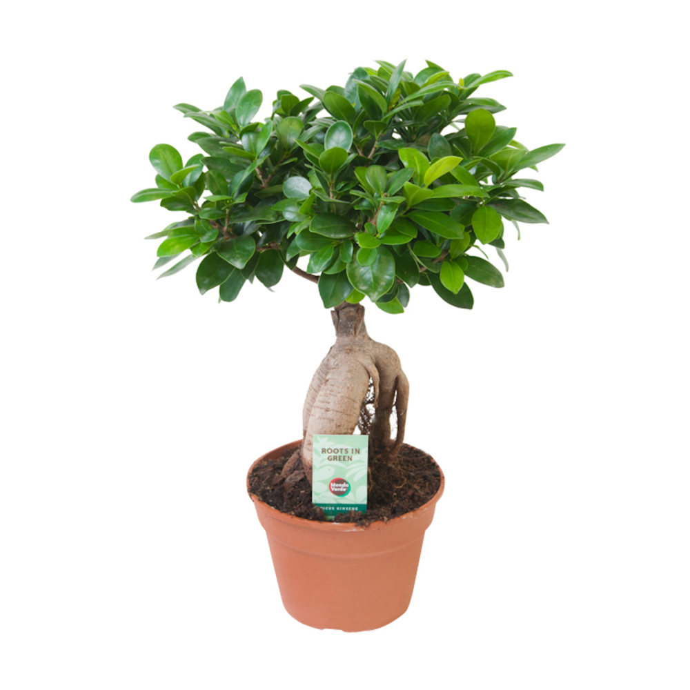 FICUS GINSENG D17 H40-(953629)